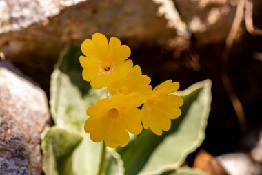 Ormanda Primula auricula çiçekleri, yakın çekim