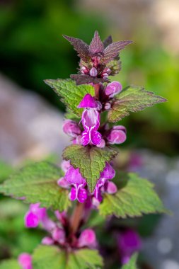 Ormandaki kırmızı ölü ısırgan otu, yaklaş.