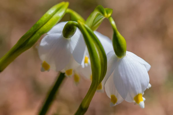 Flocon Neige Printemps Dans Jardin — Photo