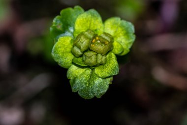 Ormanda büyüyen Krisosplenyum Alterniyolium fabrikası, kapatın.