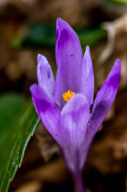 Ormandaki timsah bitkisi, makro çekim
