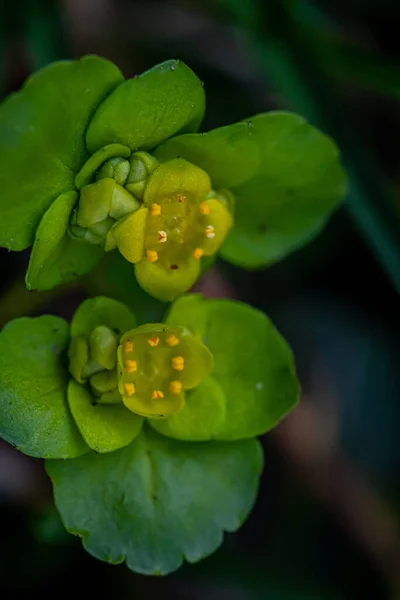 Chrysosplenium Alternifolium Rostlina Rostoucí Lese Makro — Stock fotografie