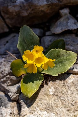 İlkbaharda Primula auricula çiçekleri, kapatın.