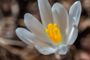 Ormandaki Beyaz Crocus bitkisi, yaklaş.