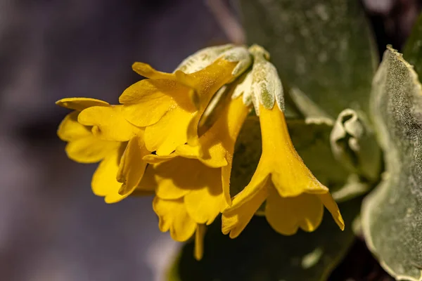 Primula Auricula Цветки Весной — стоковое фото