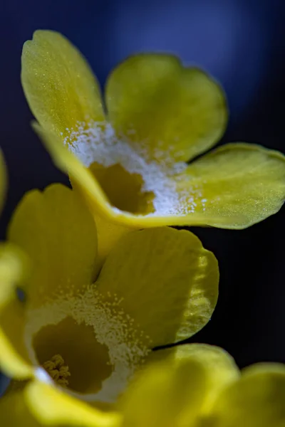 Primula Auricula Blüht Wald Makro — Stockfoto