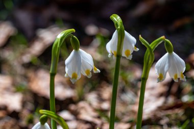 Tarlada ilkbahar kar taneleri, yakın.