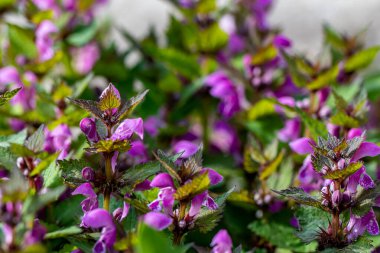 Ormandaki kırmızı ölü ısırgan otu, makro