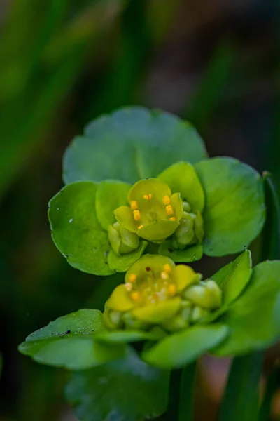 Hrysosplenium Alternifolium Pflanze Die Wald Wächst Aus Nächster Nähe — Stockfoto