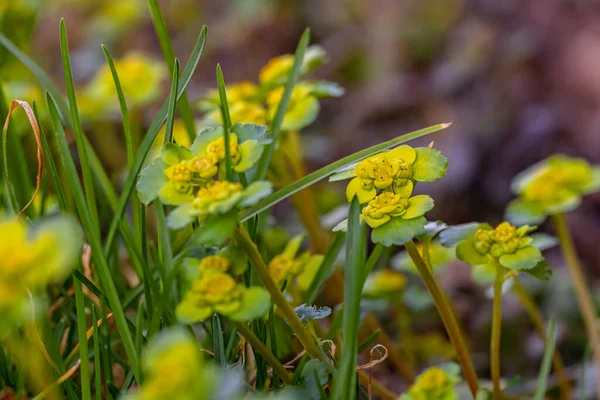 Chrysosplenium Alternifolium Plant Growing Forest — Stock Photo, Image