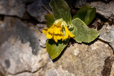 Ormanda Primula auricula çiçekleri