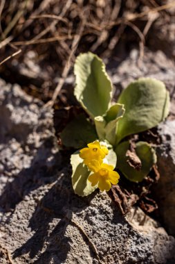 İlkbaharda Primula auricula çiçekleri, kapatın.
