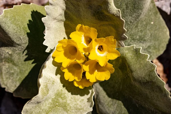 Primula auricula çiçekleri ormanda, makro