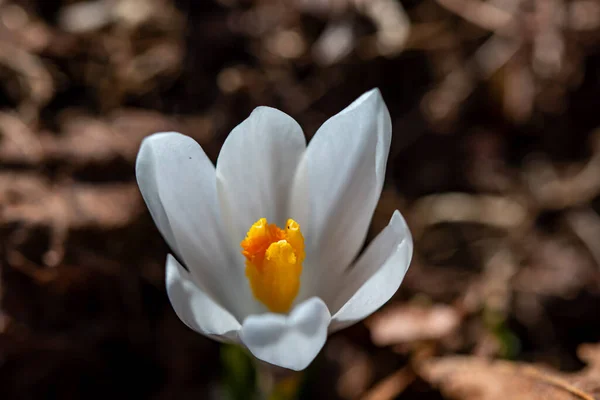 White Crocus Plant Forest Macro — Stock Photo, Image