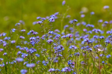 Bahçedeki Myosotis çiçekleri, yakın çekim