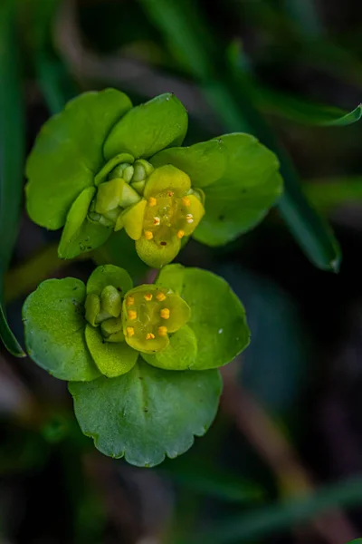 Chrysosplenium Alternifolium Növény Makrohajtás — Stock Fotó