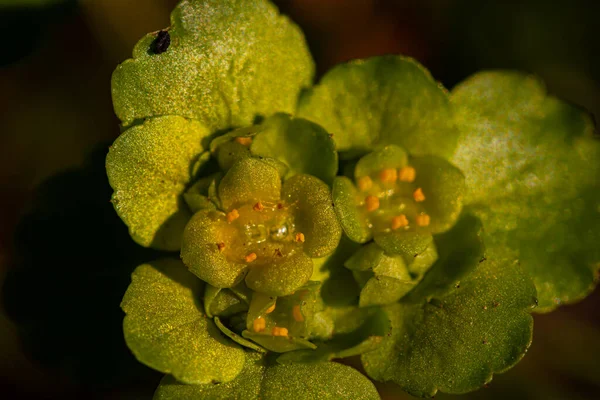 Hrysosplenium Alternifolium Növény Erdőben Közelről — Stock Fotó