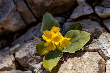 Primula auricula çiçekleri ormanda, makro
