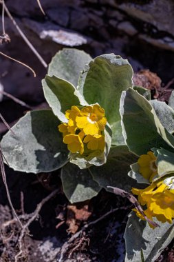 İlkbaharda Primula auricula çiçekleri, kapatın.