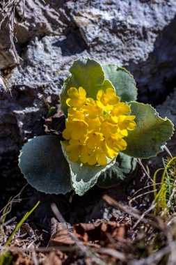 Baharda Primula auricula çiçekleri, makro