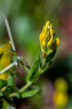 Genista Tinctoria çalısı ormanda yetişiyor, gündüz vakti.