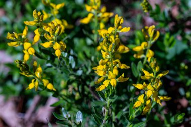 Genista tinctoria bush growing in the forest, close up clipart