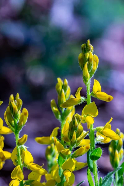 Genista Tinctoria Buisson Poussant Dans Forêt — Photo