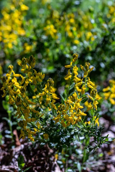 Genista Tinctoria Ormanda Büyüyor Makro — Stok fotoğraf