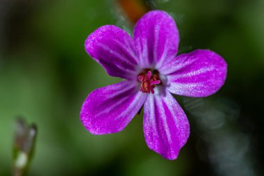 Ormanda büyüyen geranium robertianum, makro