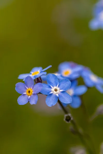 Myosotis Virágok Kertben Makró — Stock Fotó