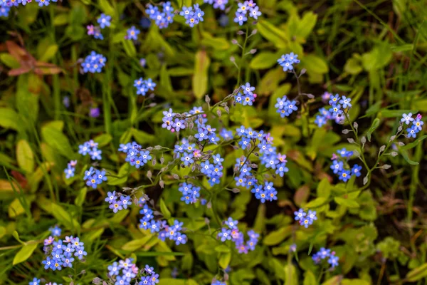 Bunch Myosotis Flowers Garden — Stock Photo, Image