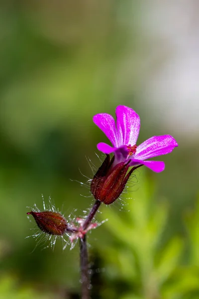 Geranium Robertianum Росте Лісі Крупним Планом — стокове фото