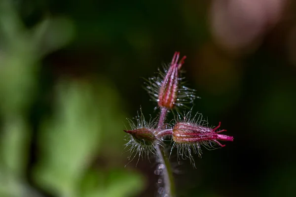 Geranium Robertianum Росте Полі — стокове фото