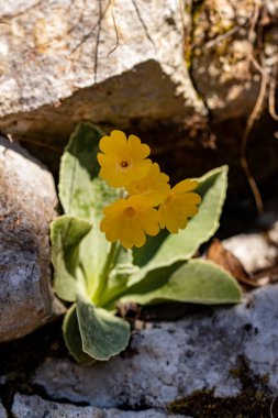 İlkbaharda Primula auricula çiçekleri