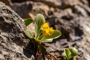 Baharda Primula auricula çiçekleri, makro