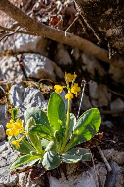 İlkbaharda Primula auricula çiçekleri, kapatın.
