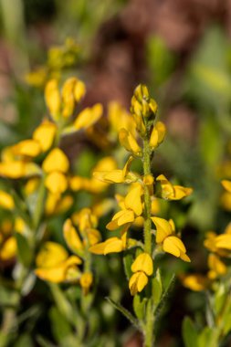 Genista Tinctoria ormanda büyüyor, makro