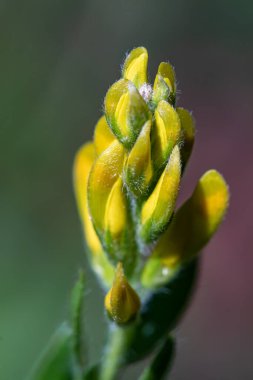Ormanda büyüyen Genista Tinctoria, yakınlaş