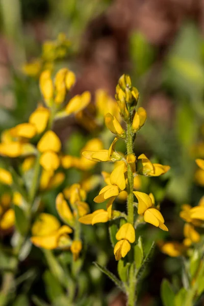 Genista Tinctoria Growing Forest Macro — Stock Photo, Image