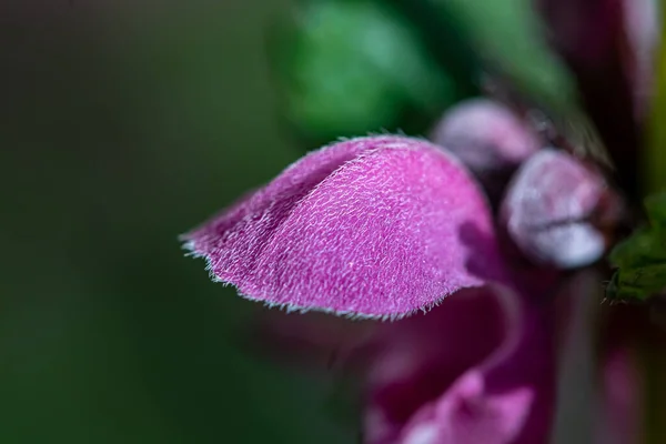 Red Dead Nettle Forest Macro Shoot Day Time — Stock Photo, Image