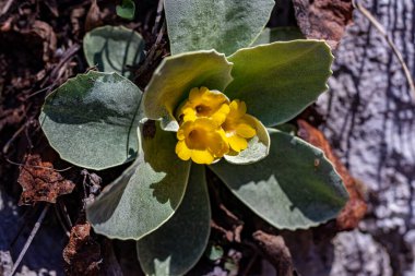 İlkbaharda Primula auricula çiçekleri, kapatın.