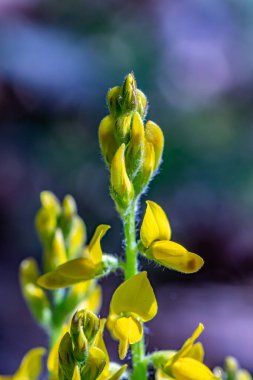 Genista Tinctoria ormanda büyüyor.