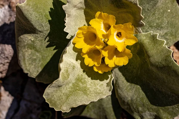 Baharda Primula auricula çiçekleri, makro