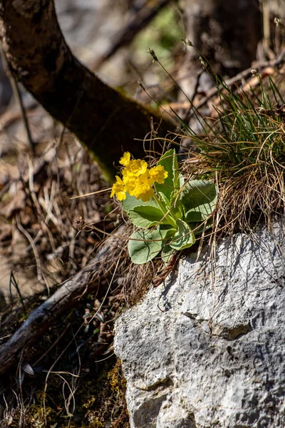 Primula auricula çiçekleri ormanda, makro