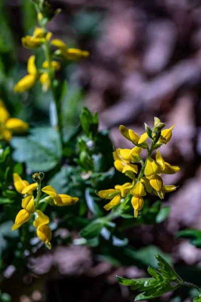 Genista Tinctoria Bokor Erdőben — Stock Fotó