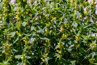 Ormanda yetişen bir grup Lamium galeobdolon çiçeği