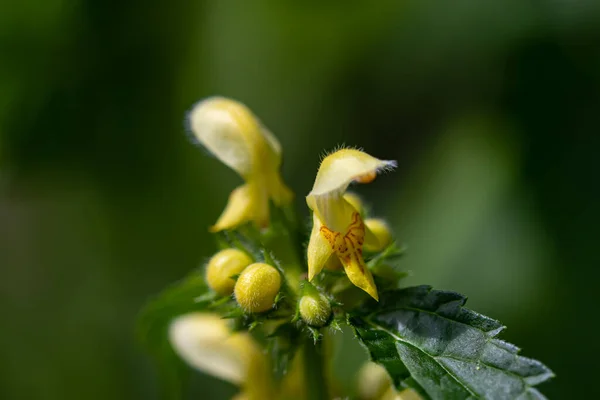 Lamium Galeobdolon Kwiat Rosnący Lesie Makro — Zdjęcie stockowe