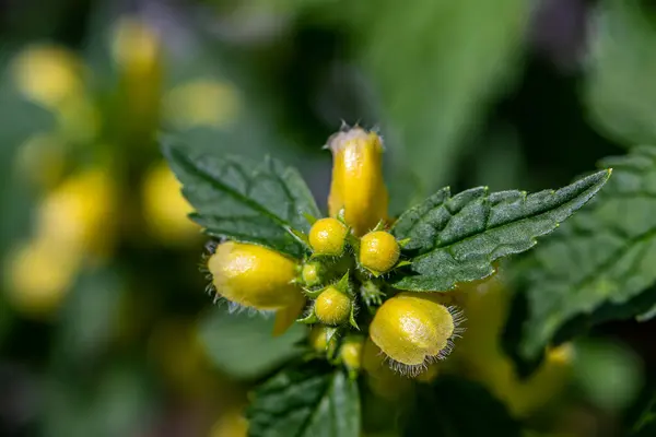 Bunch Lamium Galeobdolon Flowers Growing Forest Close — Stock fotografie