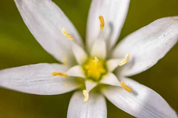 Bahçede Ornithogalum Çiçeği Makro — Stok fotoğraf