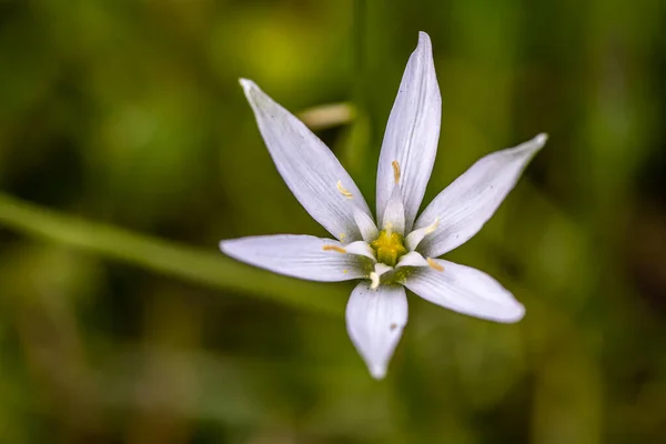 Ornithogalum Flor Jardín Cerca —  Fotos de Stock